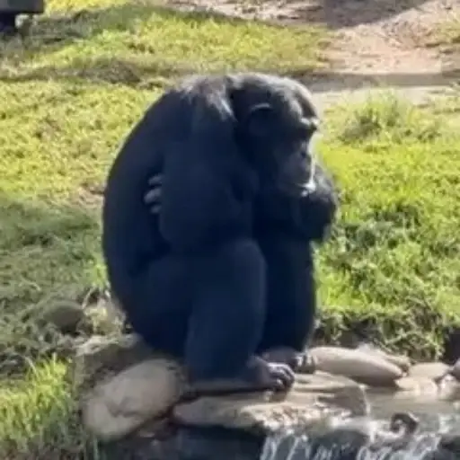 MONKEY