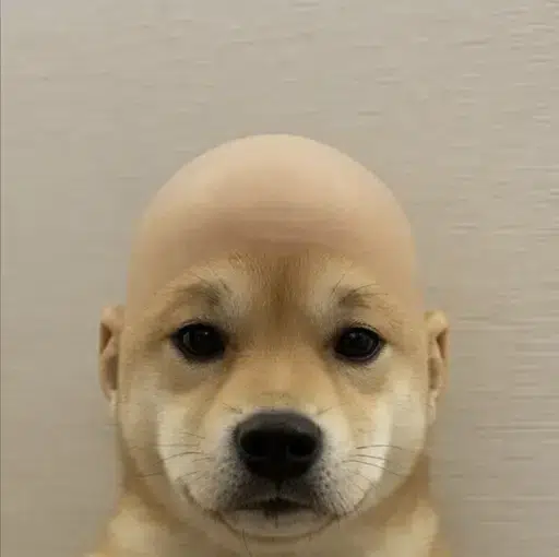 wifout