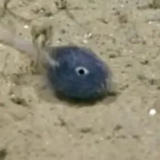 fih