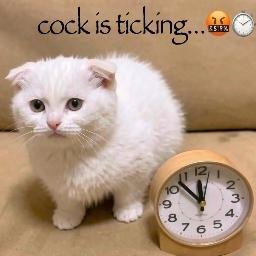 COCK