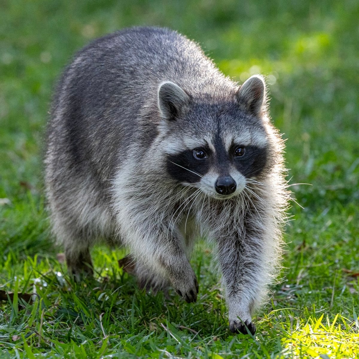 BANJO