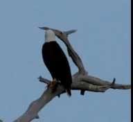 Eagle