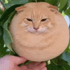 FRUITCATS