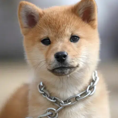 INU