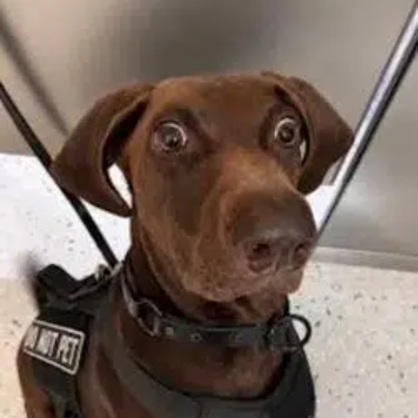 Bolt