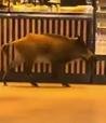BOAR