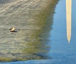 Duck