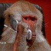 Baboon