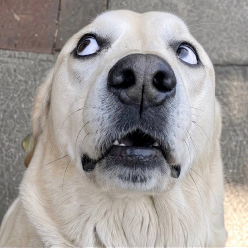 RUFUS