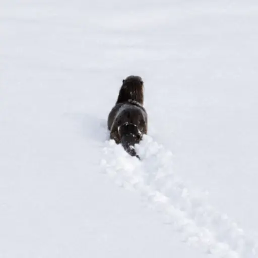 Otter