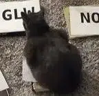 CHONKER