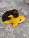 SharkDog
