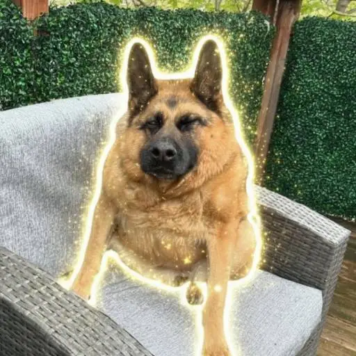 Quasi
