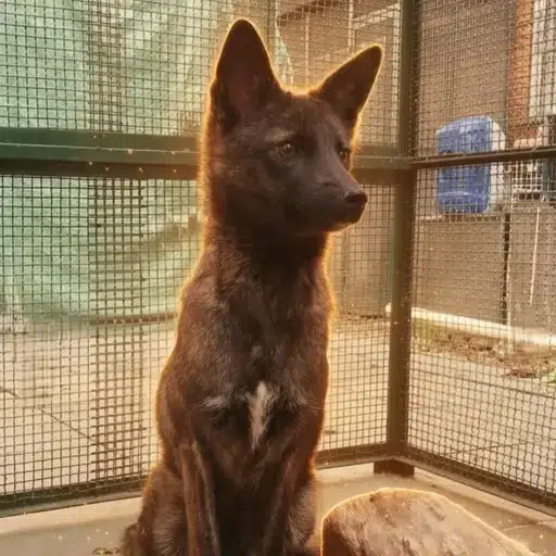 Dogxim