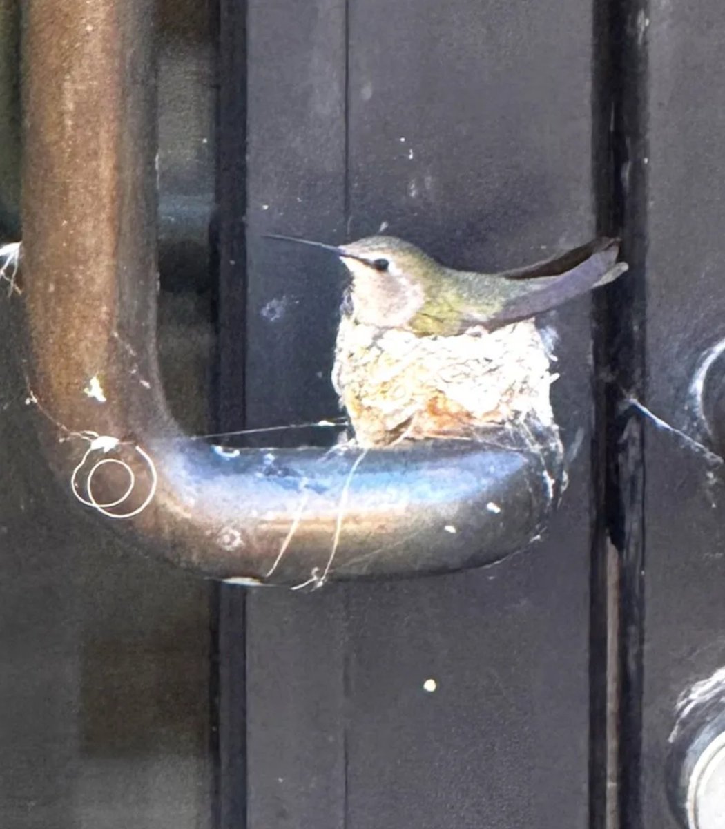 HUMMINGBIRD — THE NESTING HUMMINGBIRD Solana token traded by KOLs