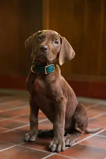 Scooby