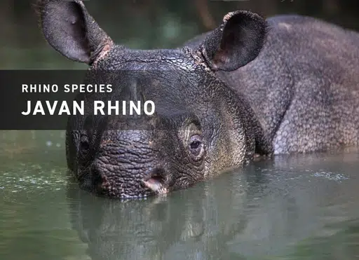 Javan