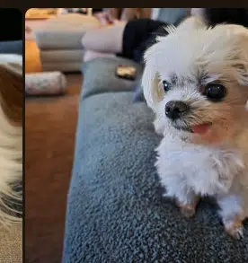 RUBY — The Reddit Dog Solana token traded by KOLs