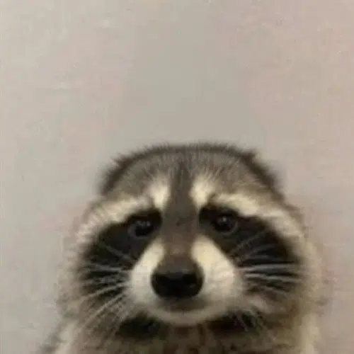 coon
