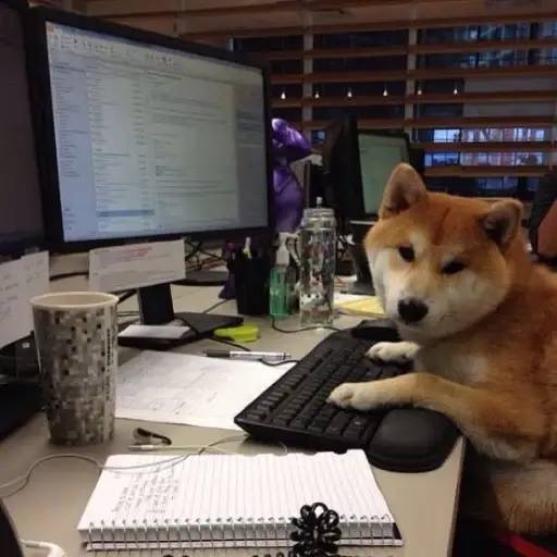 careerdog