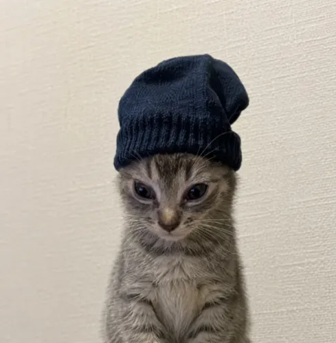 菠蘿豬