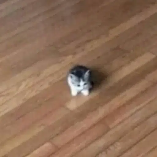 ˢᵐᵒˡ