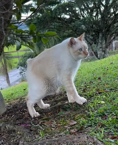 Gato