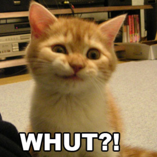 Whut?! — Whut Solana token traded by KOLs