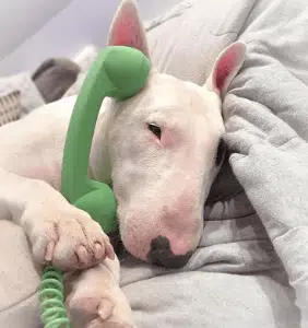 calldog
