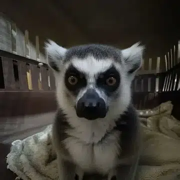 ZAZU