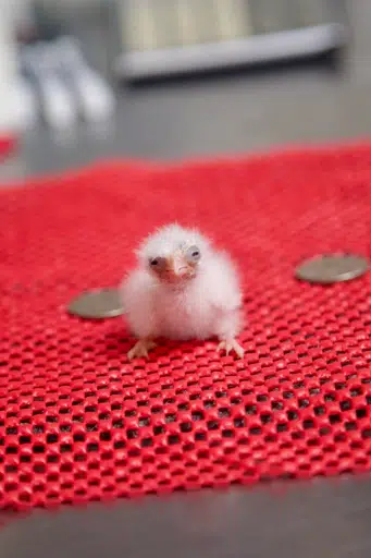Birb