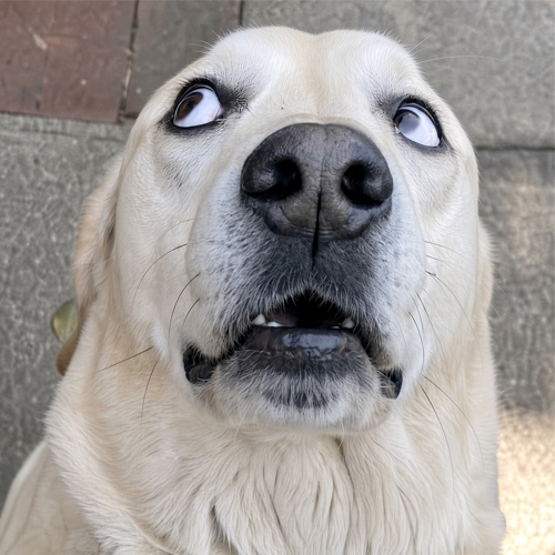 Rufus