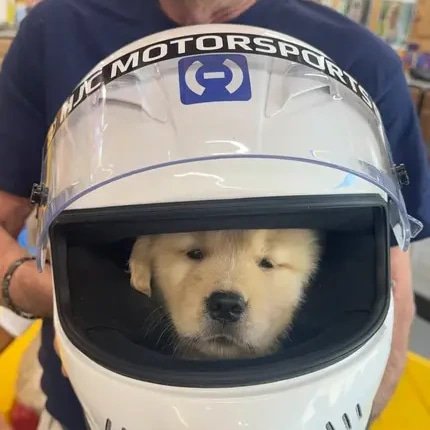 Halo
