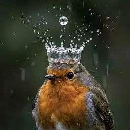 bwc