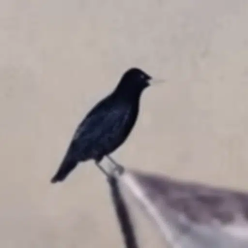 CROW