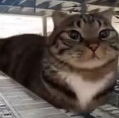 traincat