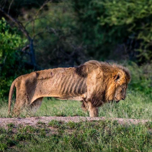 LION logo