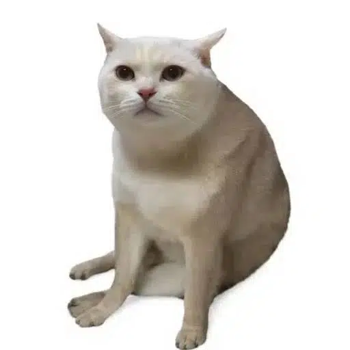 BEN — Huh Cat Solana token traded by KOLs