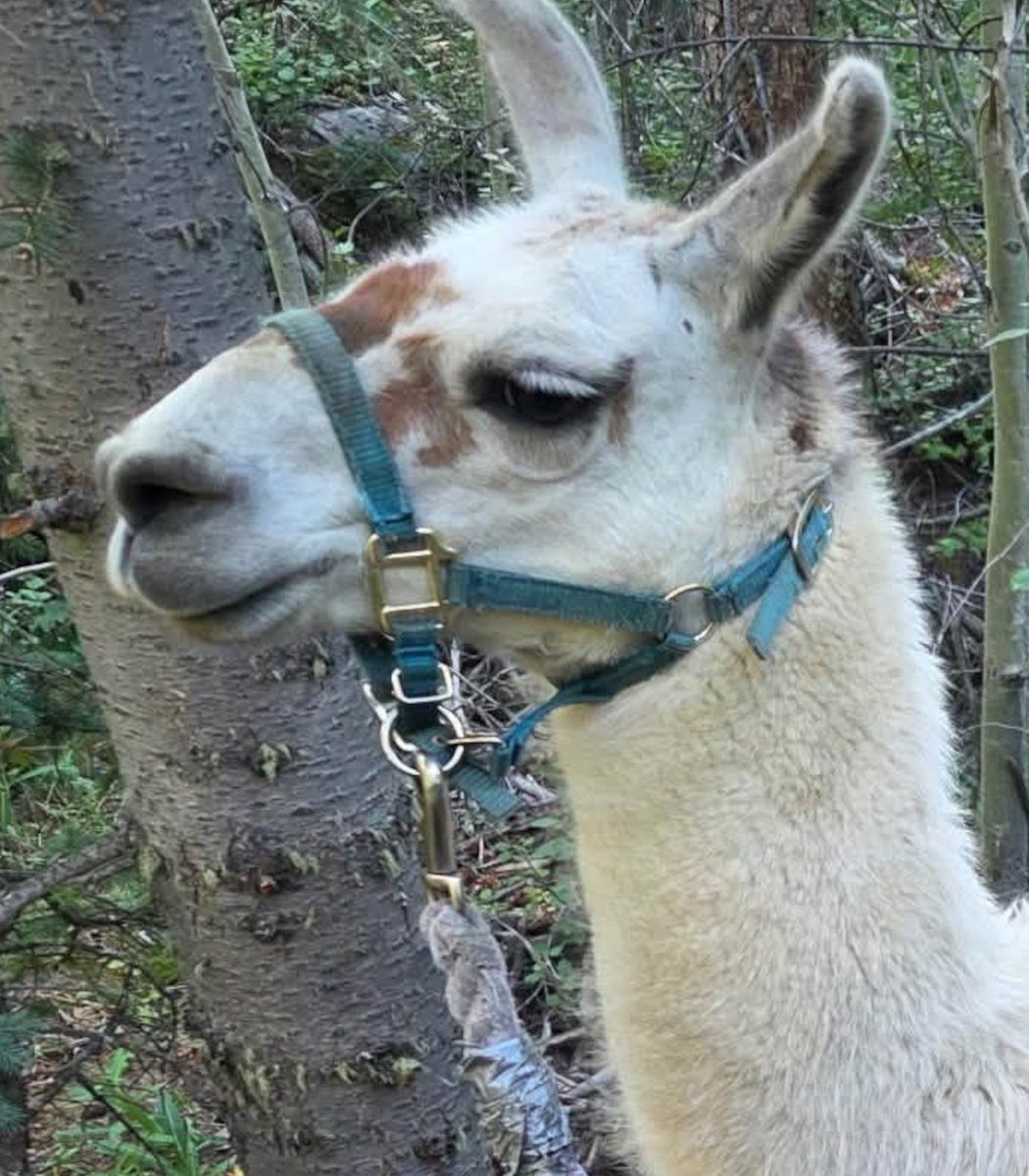 Llama