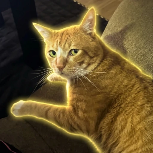 bruhcat
