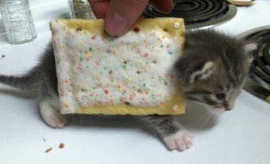 NYAN