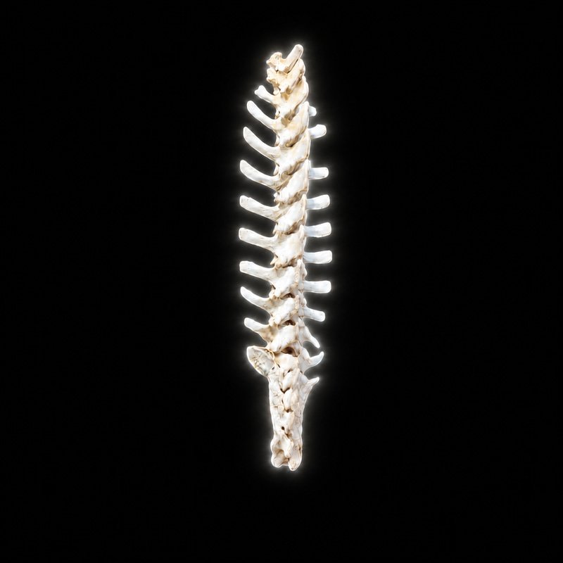 Spine