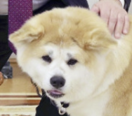 YUME