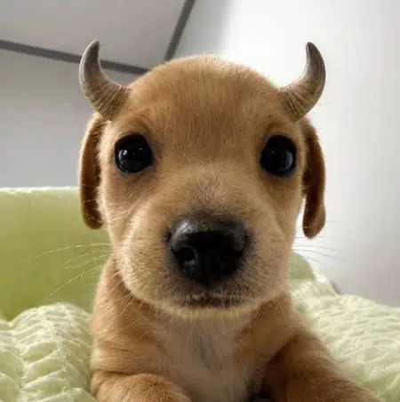 bully