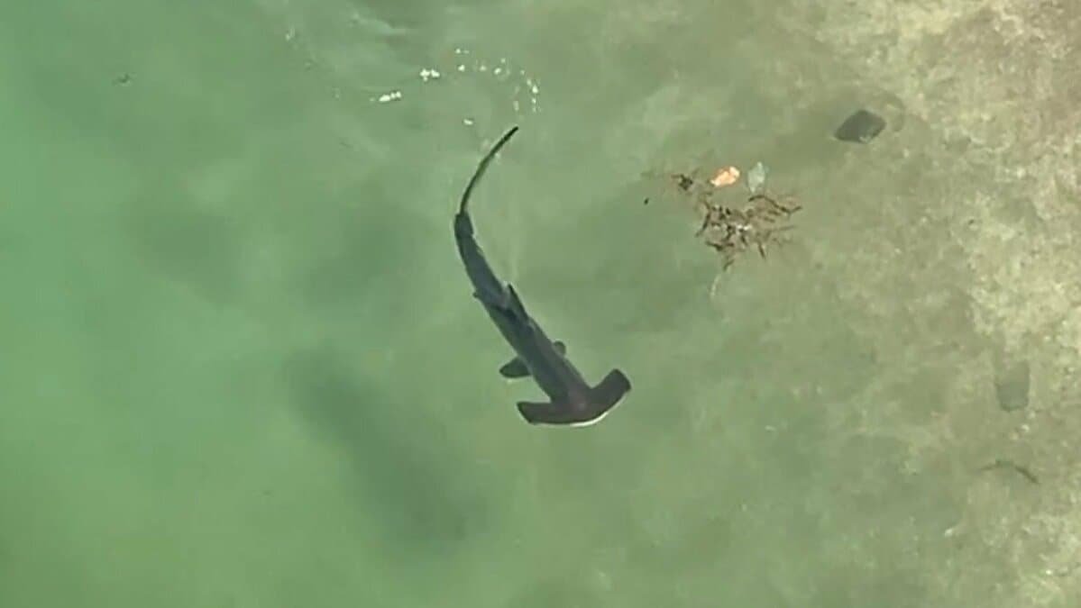 HAMMERHEAD