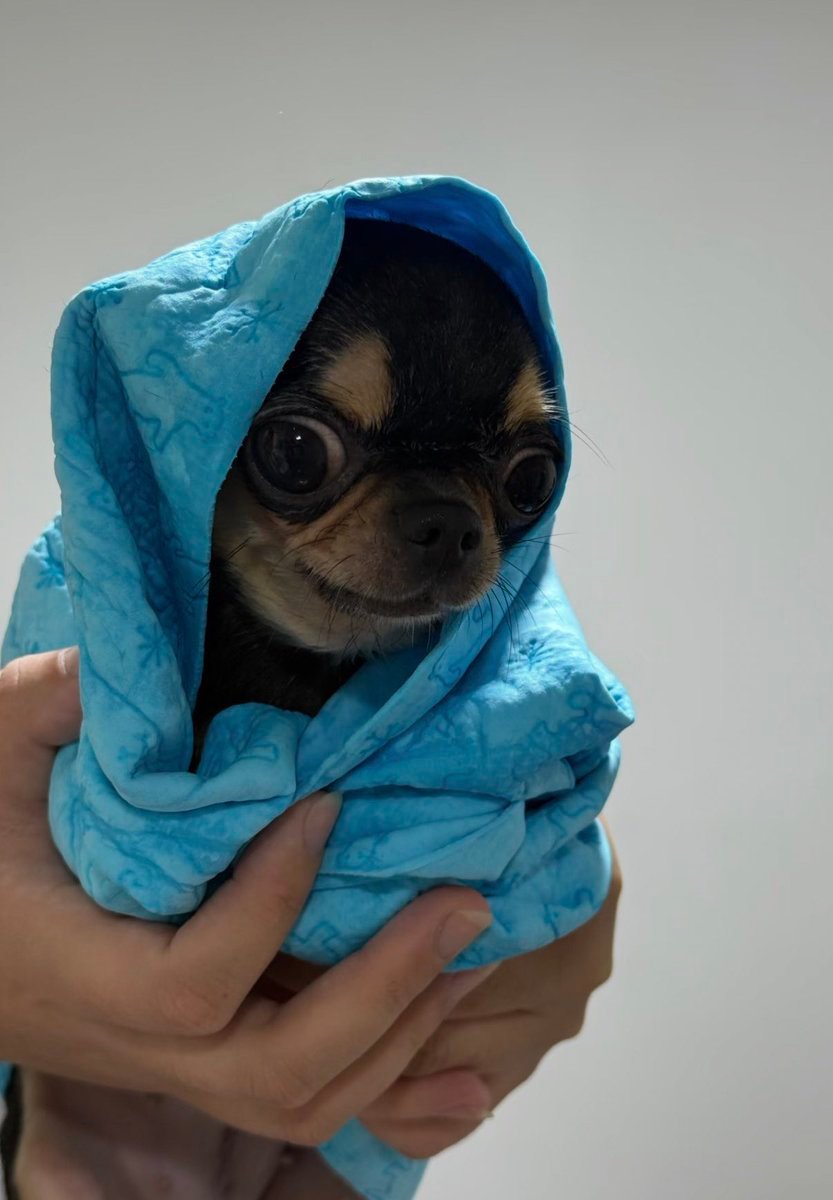 wDog