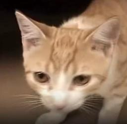 Kittens