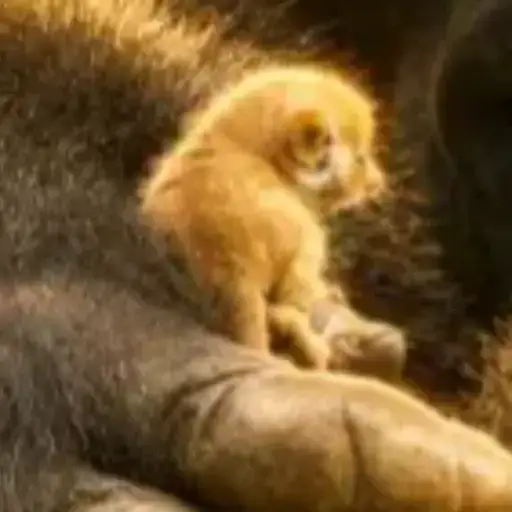 Galago