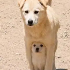 dog²