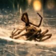 SPIDER